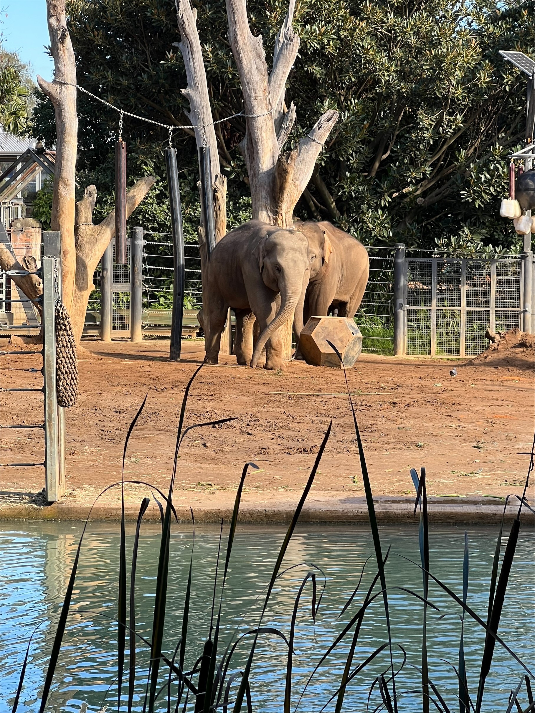 /uploaded_files/media/gallery/1659494485zoo 19.jpg